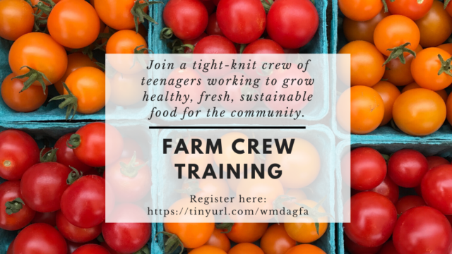 Youth Farm Growing Food For Emergency Food Banks Meal Sites