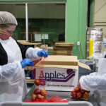 Dutch Bros. Coffee employees Jessica L., left, and Jessica B. repackage apples in the Food Share's Volunteer Action Center.