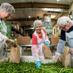vac green bean sorting